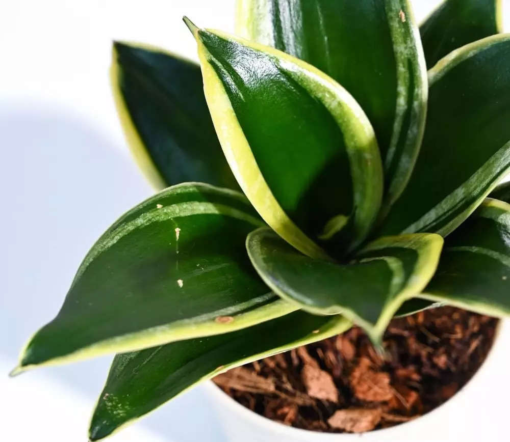 Best Golden Hahnii Snake Plants in India to Beautify Your Living Space:Image