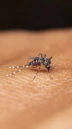 World Malaria Day 2024: Tips for speedy recovery:Image