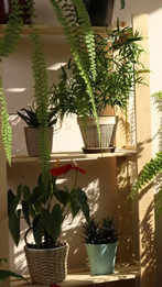 Exotic houseplants perfect for small Indian apartments:Image