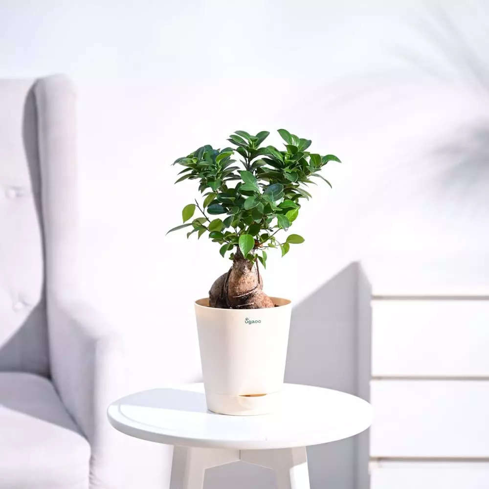 Best bonsai plants in India that add a touch of greenery to your space:Image